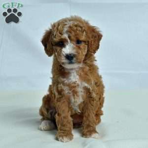 Josh, Miniature Poodle Puppy